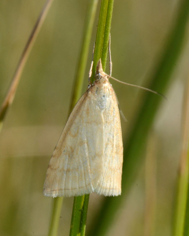 Crambidae da identificare